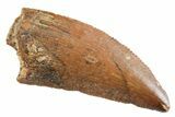 Serrated Raptor Tooth - Real Dinosaur Tooth #364828-1